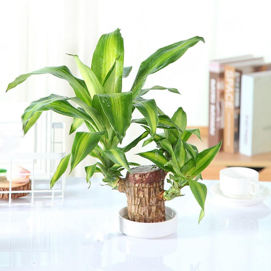 Brazilian Lucky Wood Mini Home Plant Decorations|